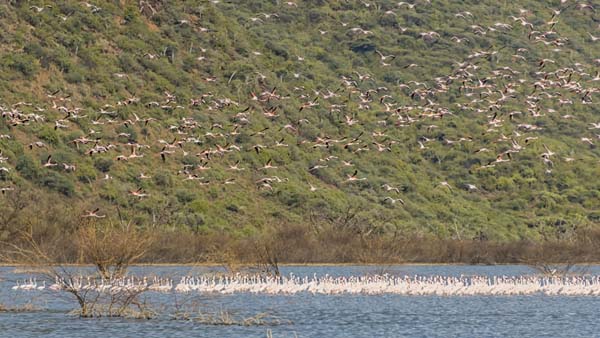 肯尼亞+坦桑尼亞全景游獵12日游（純玩0購(gòu)物/上海起止）