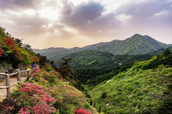 貴州百里杜鵑001