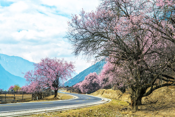 西藏林芝桃花005-銳景 西藏林芝桃花005-銳景