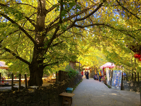 云南騰沖銀杏村008